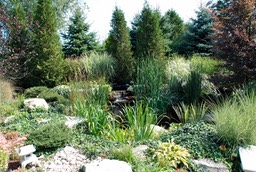 Backyard Pond in Ontario