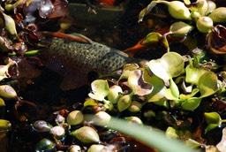 Backyard Pond in Ontario