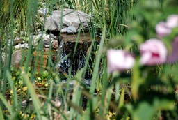 Backyard Pond in Ontario